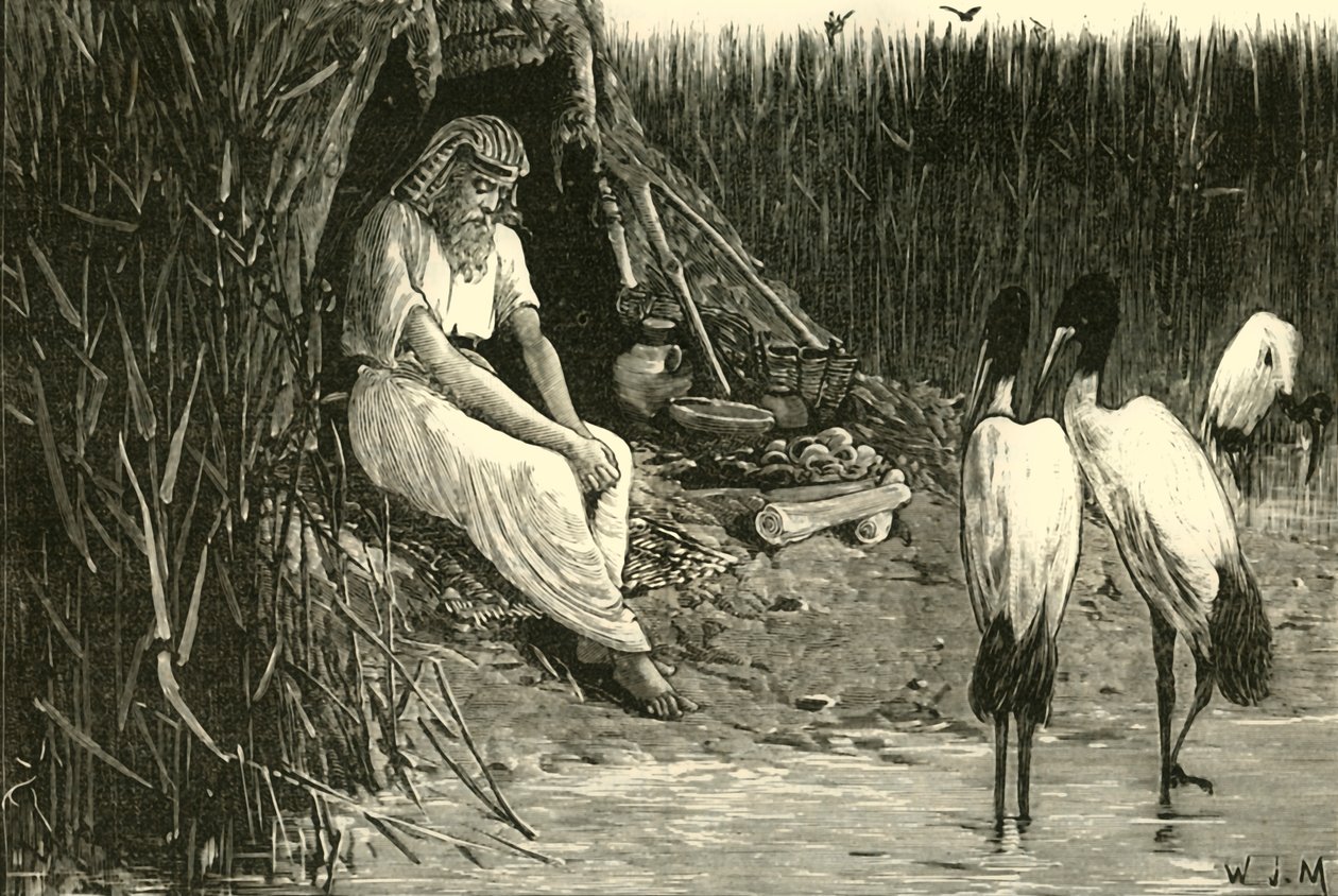 Anysis caché dans les marais du Delta, 1890 - Unbekannt