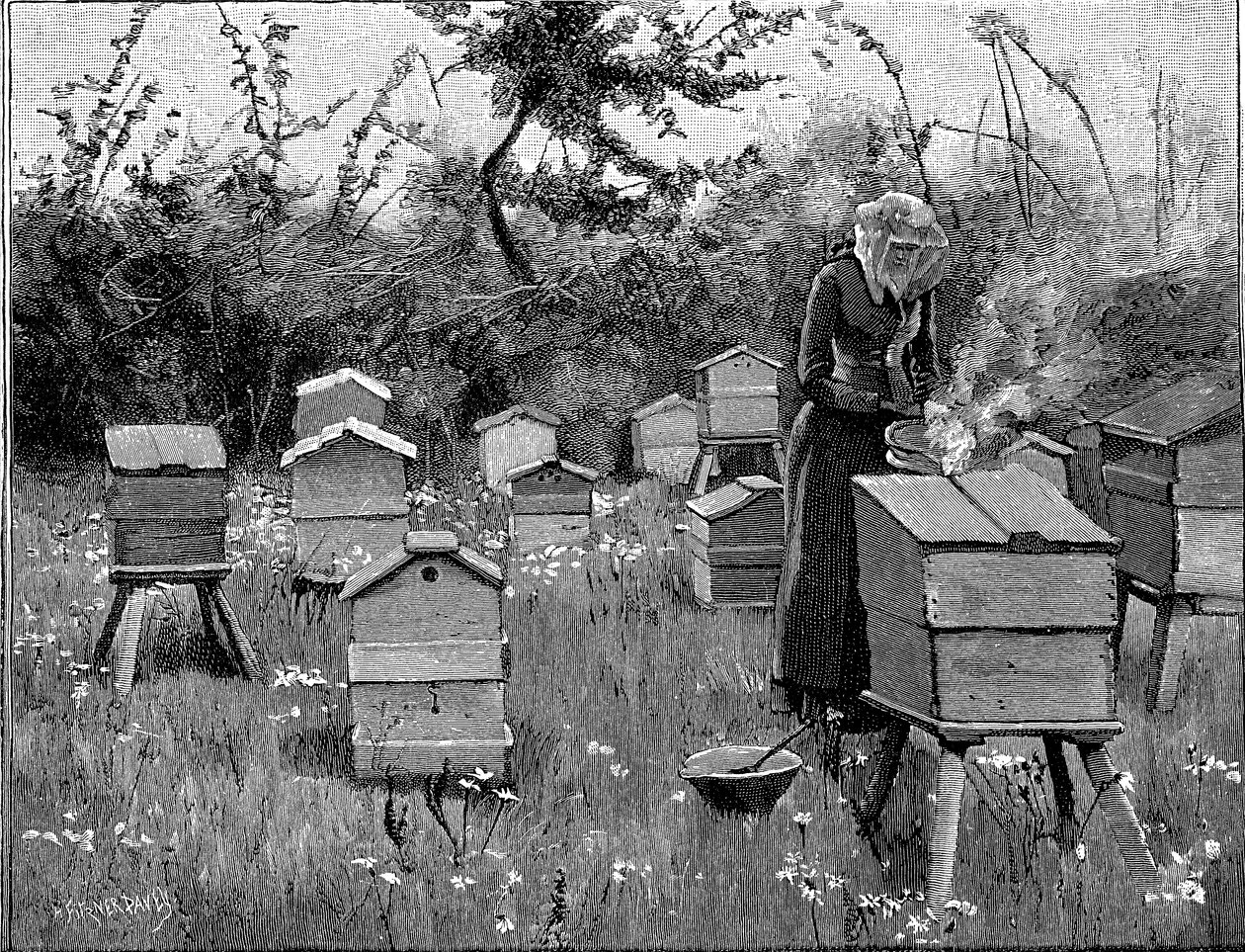 Rucher de ruches en bois, Lismore, Irlande, 1890 - Unbekannt