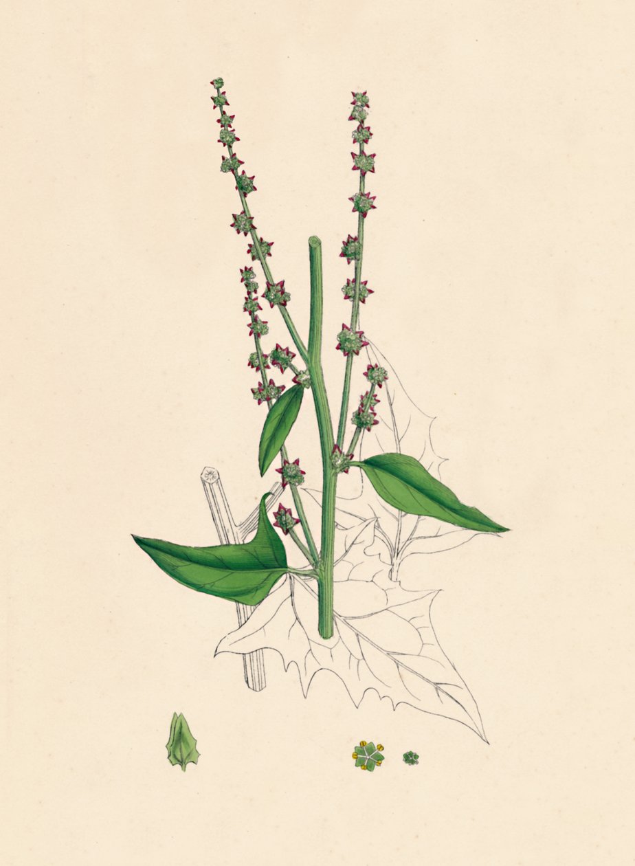 Atriplex Smithii. Arroche de Smith, XIXe siècle - Unbekannt