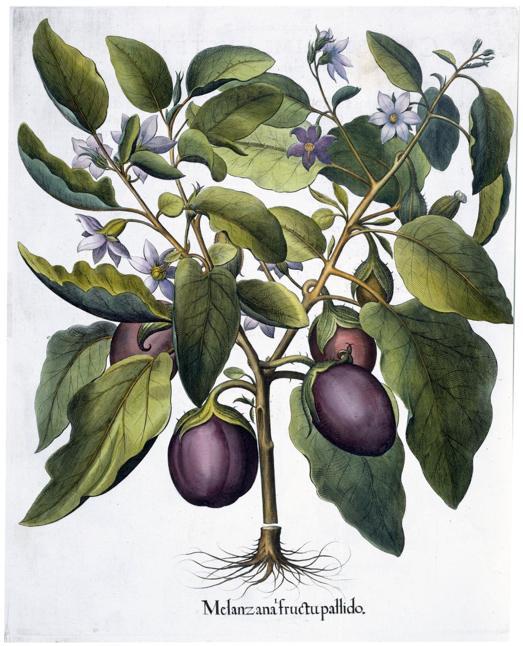 Aubergine, 1613 - Unbekannt