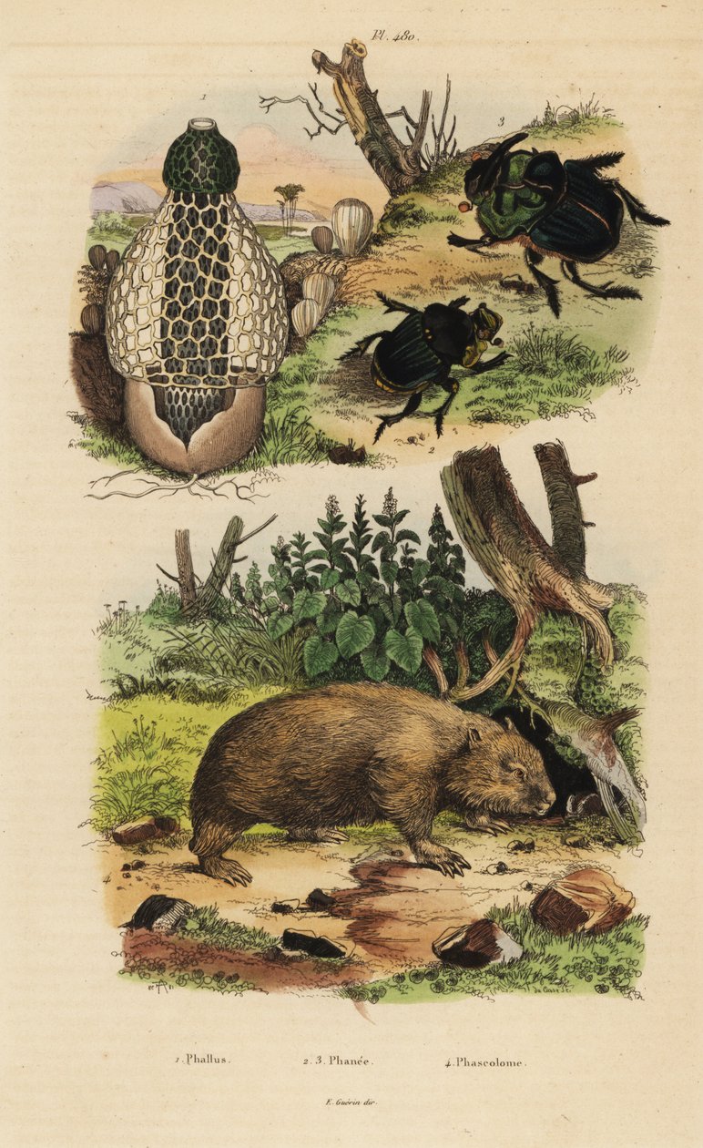 Champignon bambou, Phallus indusiatus, scarabées bousiers, Coprophanaeus ensifer et Diabroctis mimas, et wombat commun, Vombatus ursinus - Unbekannt