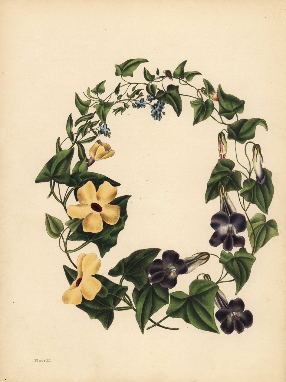 La Maurandie de Barclay, Maurandya barclayana, la Thunbergie ailée, Thunbergia alata, Mémoire ; Le Myosotis, Ne m