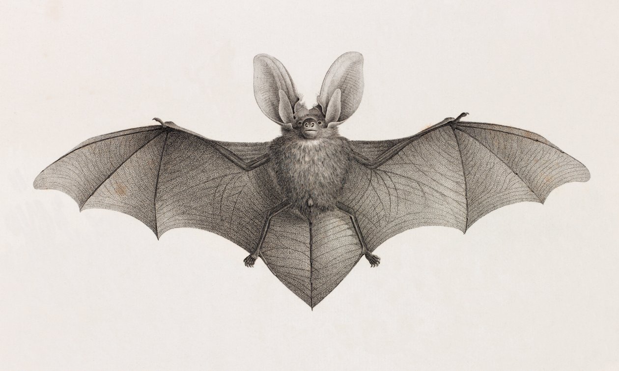 Variété à grandes oreilles, chauves-souris en Égypte - Unbekannt