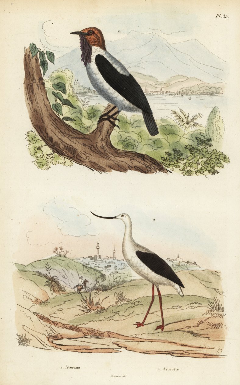 Cloche à barbe, Procnias averano, et avocette d