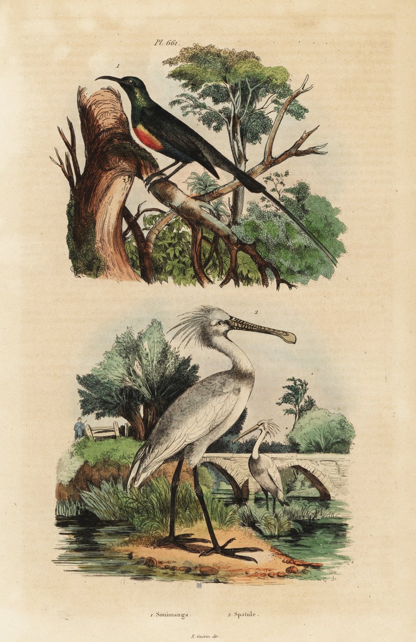 Souimanga éclatant, Cinnyris pulchella, et spatule blanche, Platalea leucorodia - Unbekannt