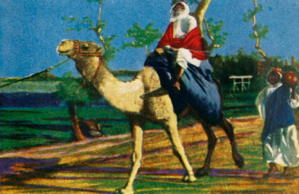 Bédouin à dos de chameau, Égypte, c1928 - Unbekannt