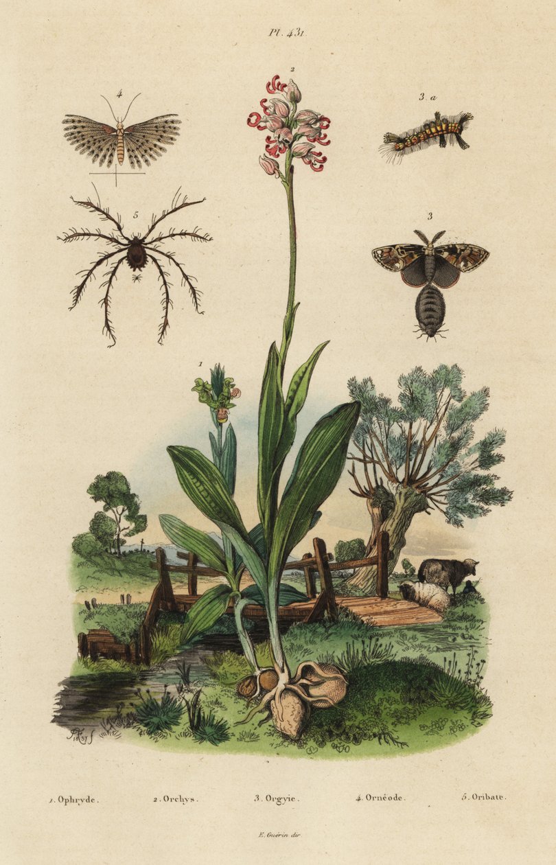 Orchidée abeille, Ophrys apifera, orchidée singe, Orchis simia, papillon de la rouille, Orgyia antiqua, papillon à vingt plumes, Alucita hexadactyla, et acarien Oribata geniculata - Unbekannt