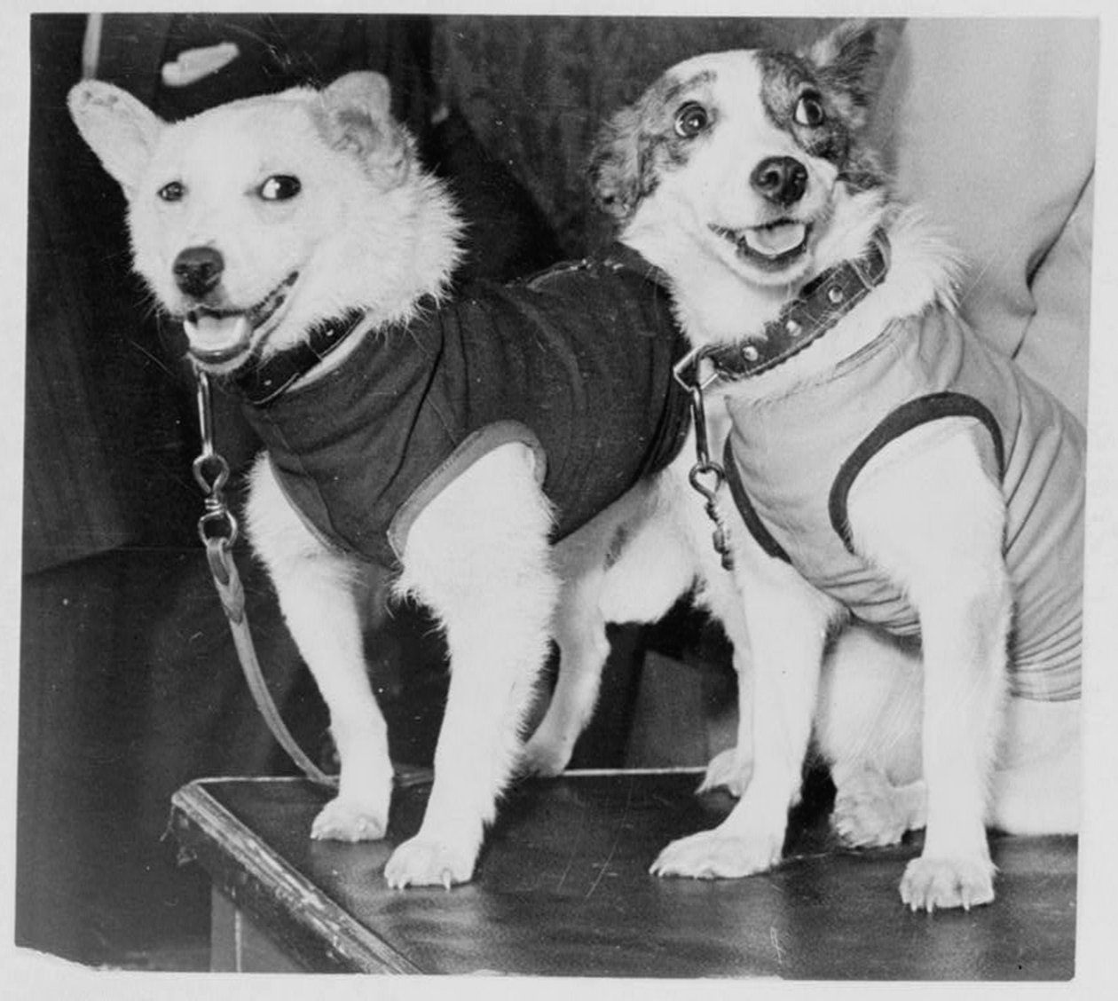 Belka et Strelka, chiens cosmonautes russes, 1960 - Unbekannt