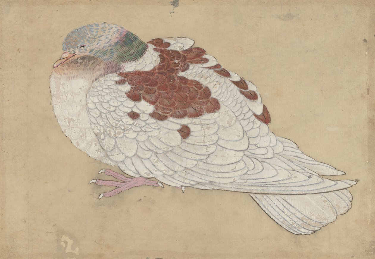 Oiseau - Unbekannt