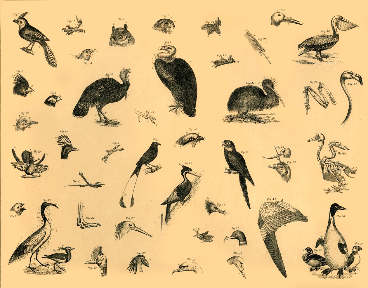 Oiseaux, vers 1910 - Unbekannt