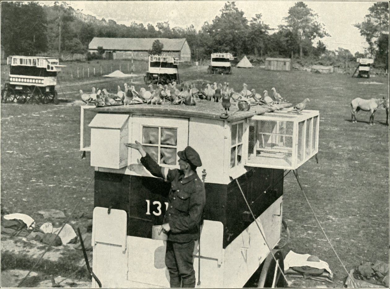 Pigeons voyageurs de l
