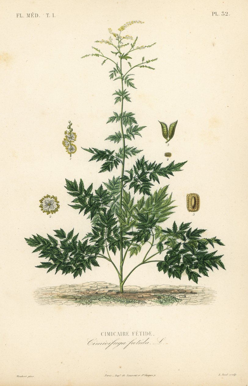 Cimicaire fétide, Actaea cimicifuga, Cimicifuga foetida - Unbekannt