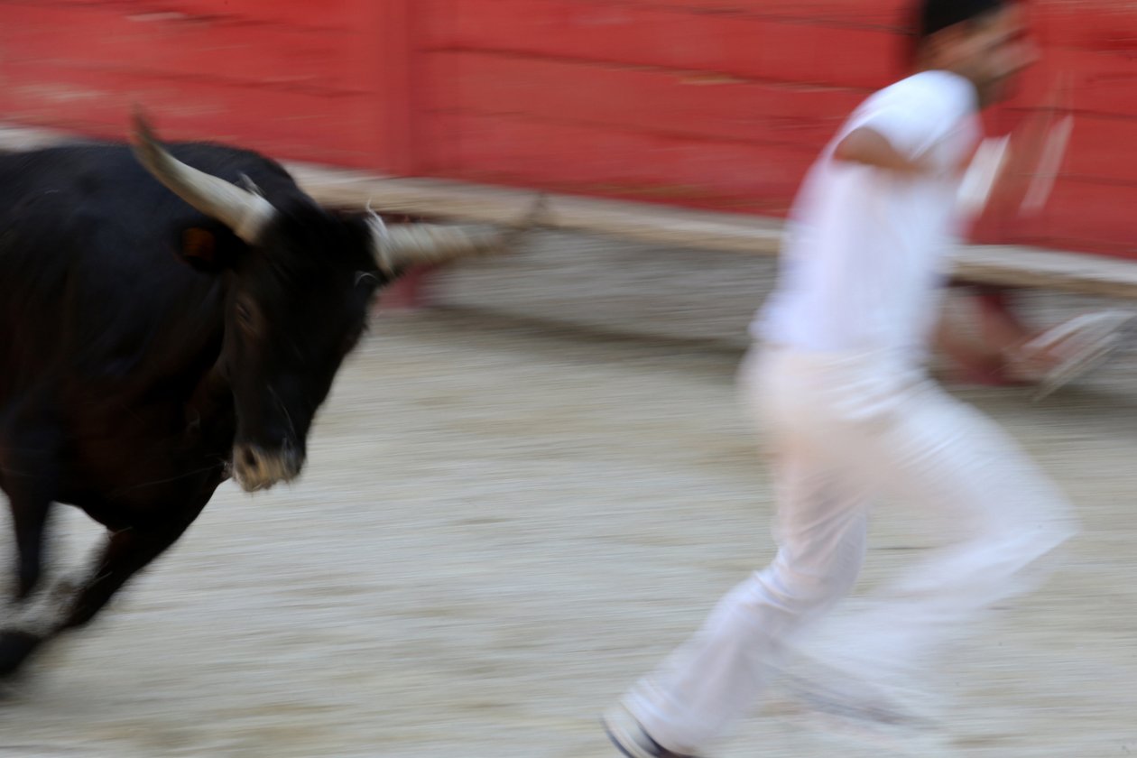 Course camarguaise. Un spectacle sans effusion de sang (pour les taureaux) où l