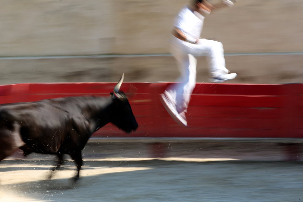 Course camarguaise. Un spectacle sans effusion de sang (pour les taureaux) où l