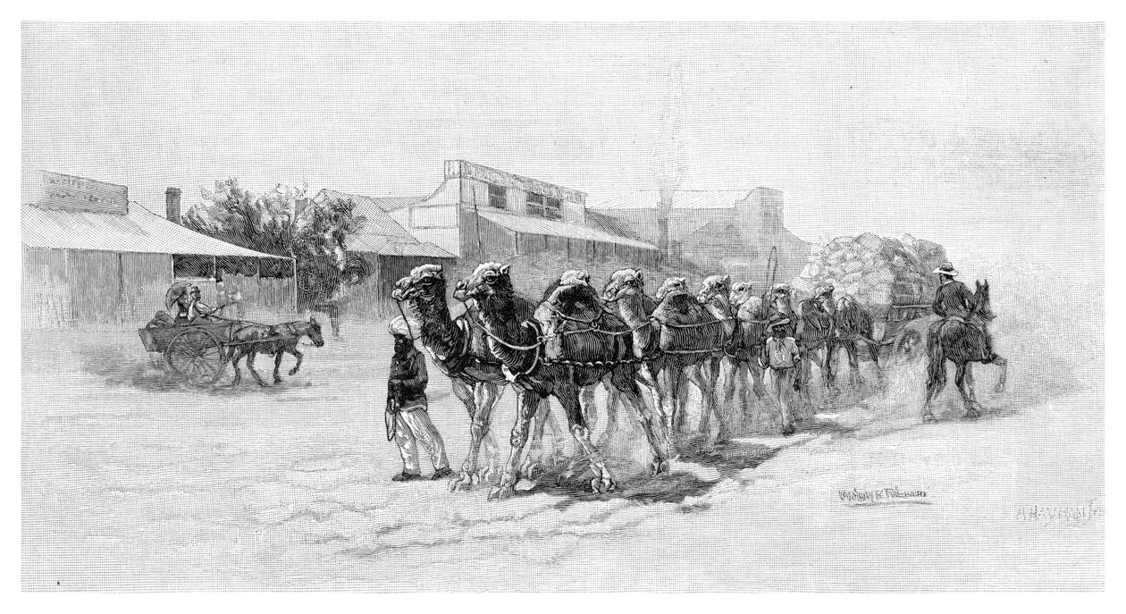 Équipe de chameaux, Wilcannia, Nouvelle-Galles du Sud, Australie, 1886 - Unbekannt