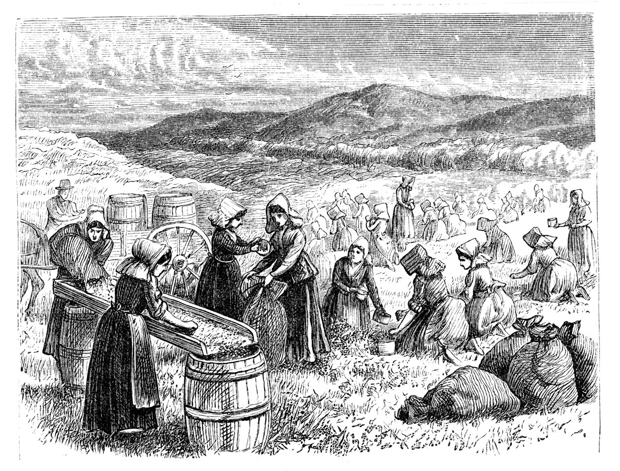 Femmes du Cap Cod cueillant et triant des canneberges, 1875 - Unbekannt