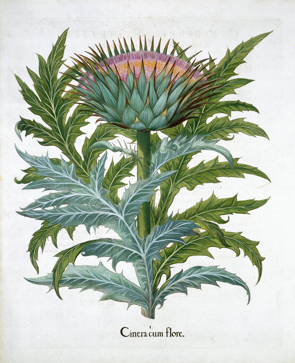 Cardon, 1613 - Unbekannt