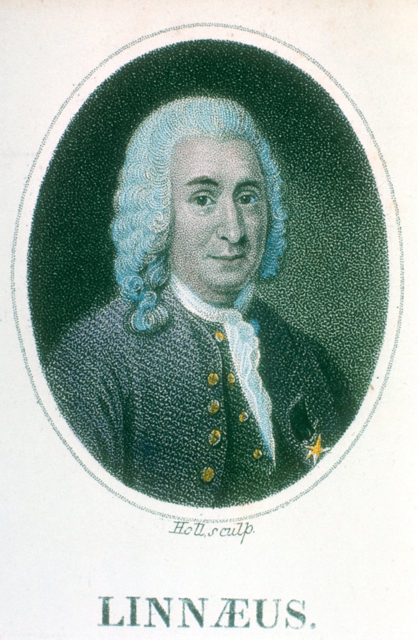Carolus Linnaeus, naturaliste suédois du 18ème siècle, début du 19ème siècle - Unbekannt