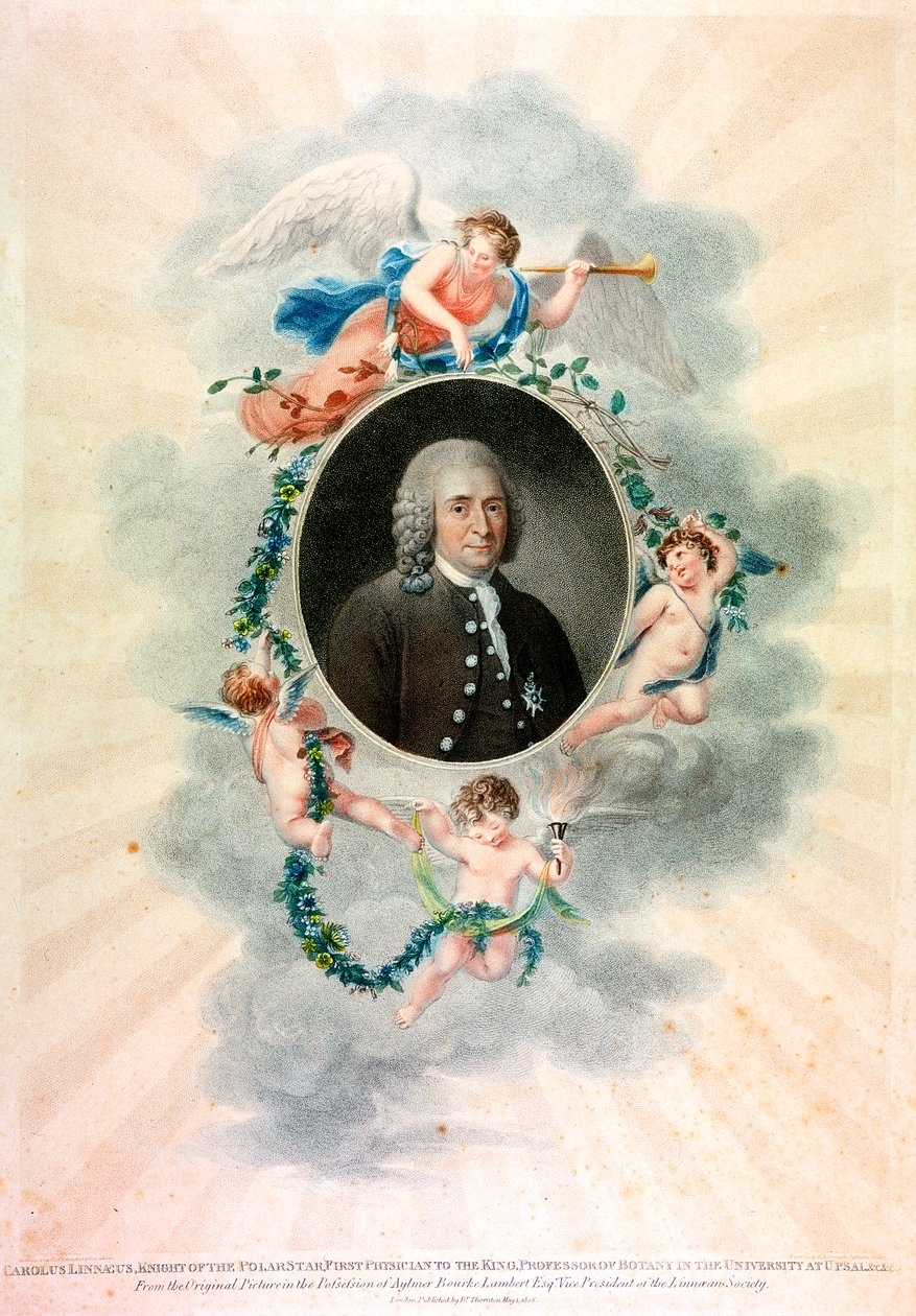 Carl von Linné, naturaliste et médecin suédois, 1807 - Unbekannt