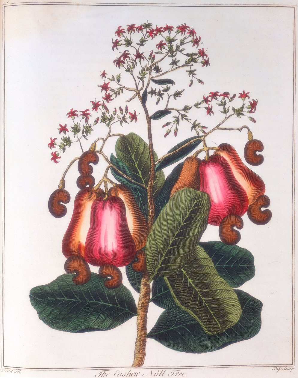 Noix de cajou - Anacardium occidentale, vers 1798 - Unbekannt