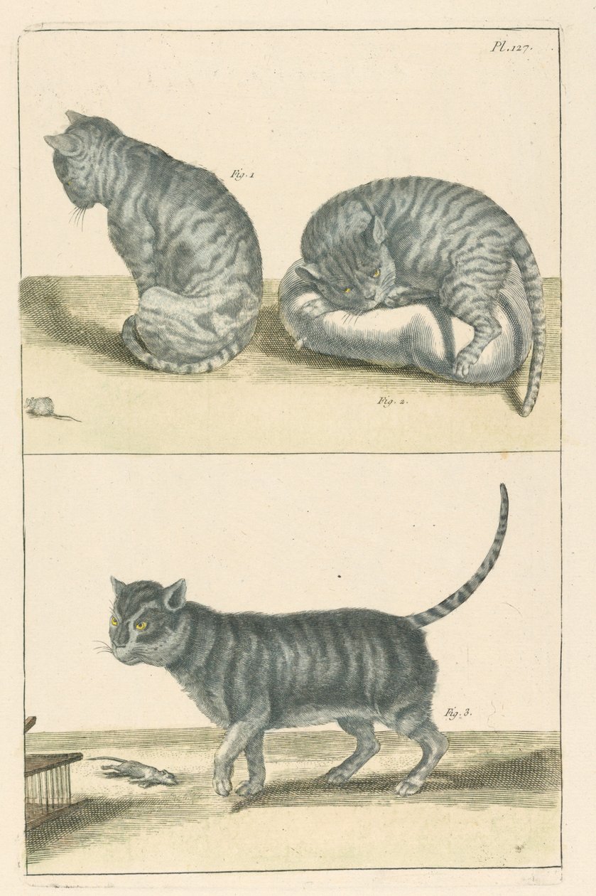 Chats - Unbekannt