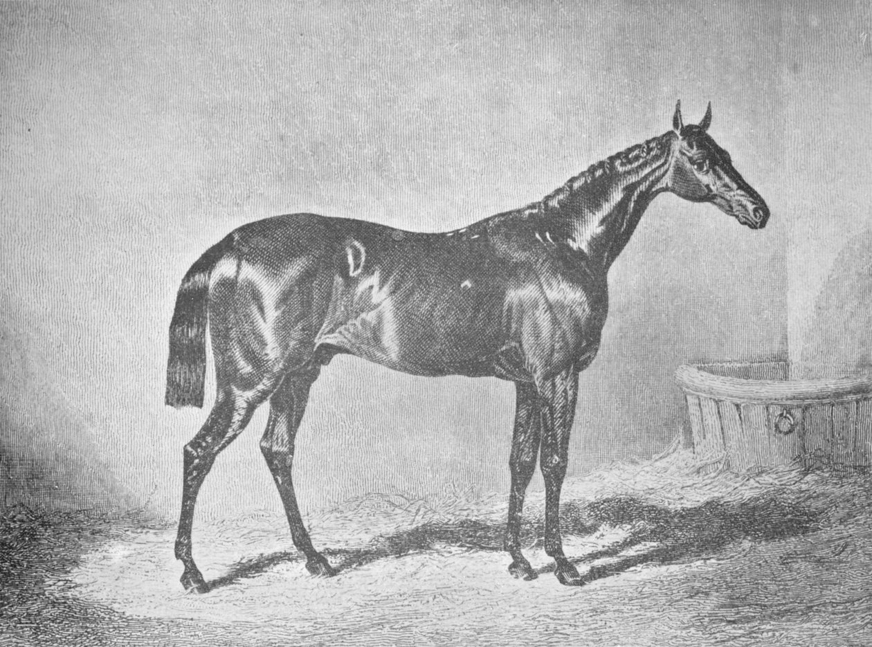 Charles XII, vainqueur du St. Leger 1839 - Unbekannt