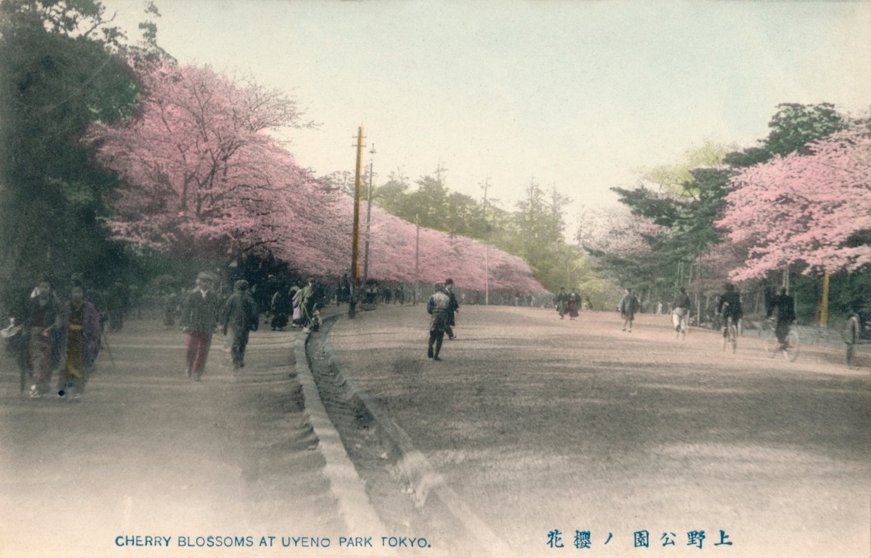 Fleurs de cerisier au parc Uyeno Tokyo, vers 1910 - Unbekannt