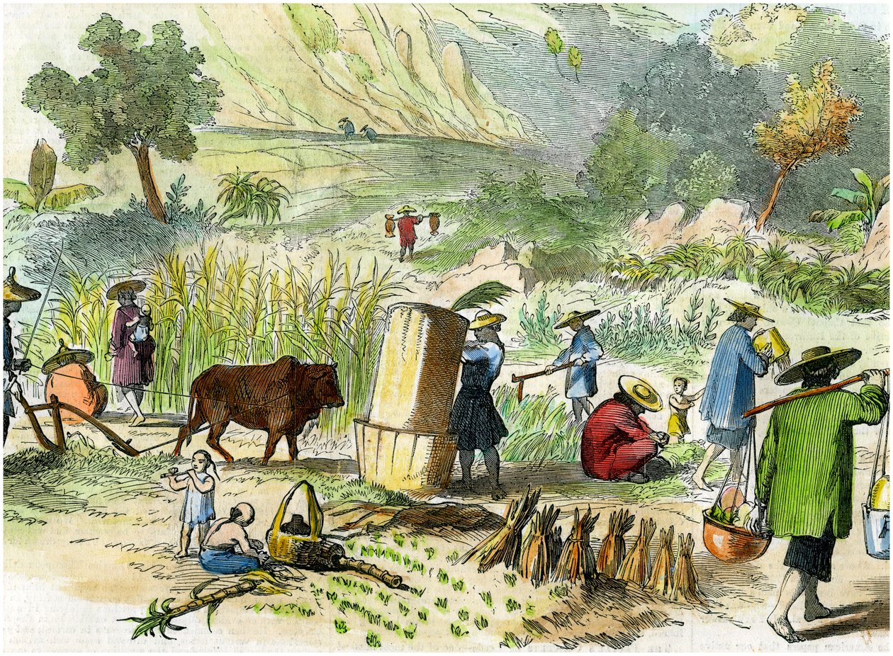 Récolte chinoise, Hong Kong, vers 1875 - Unbekannt