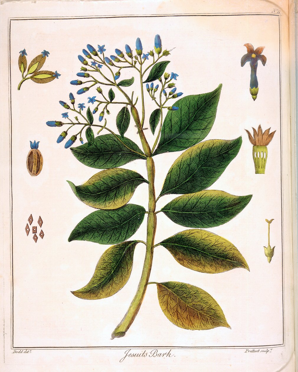 Cinchona Jesuits ou écorce péruvienne, 1795 - Unbekannt