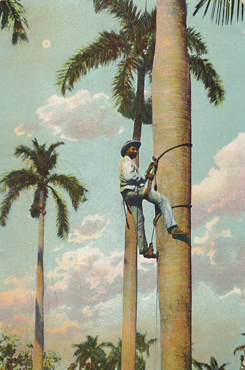Grimper au Palmier Royal - Subiendo la Palma Real, 1910 - Unbekannt