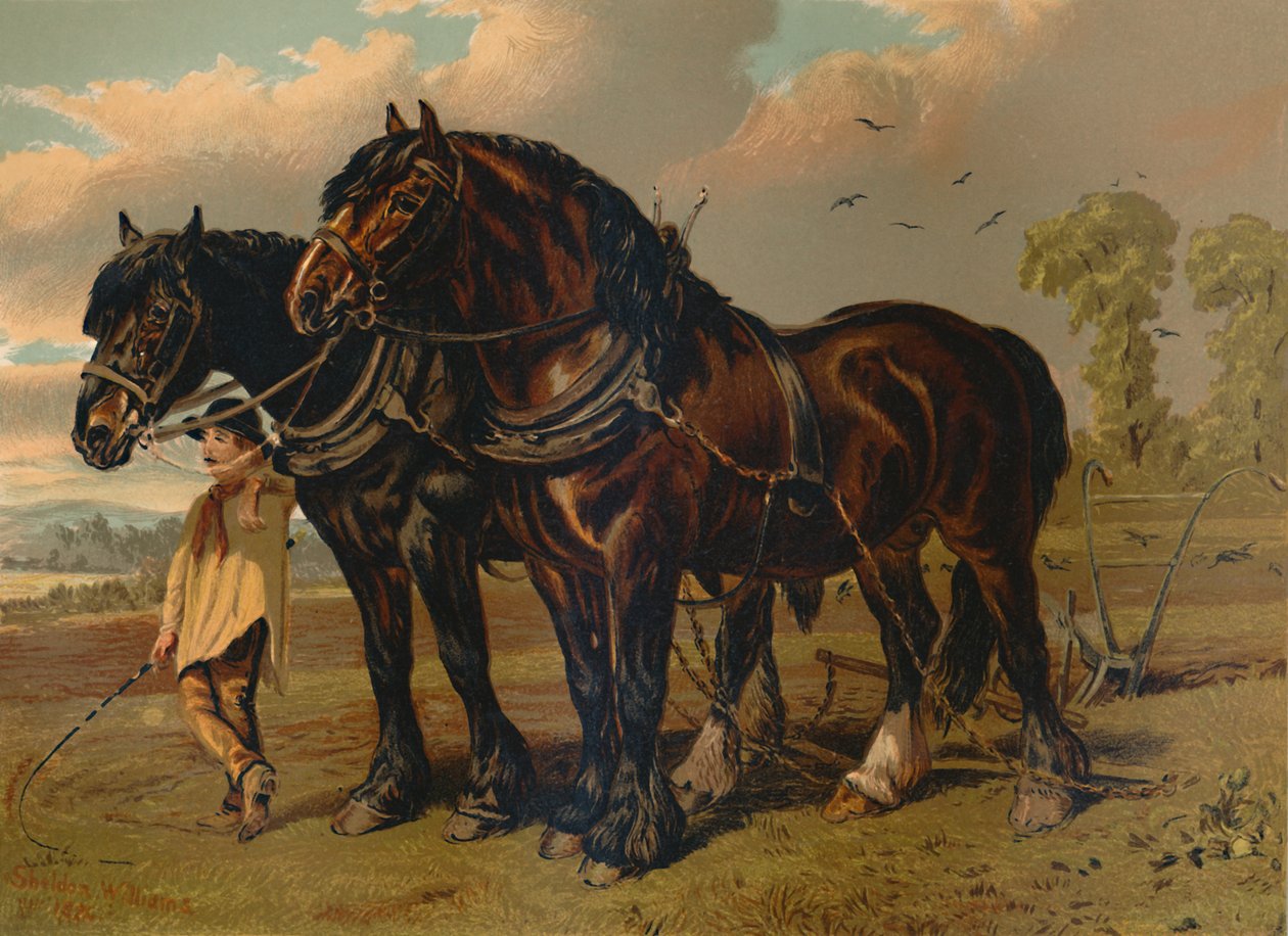 Étalon et jument Clydesdale, vers 1879 - Unbekannt