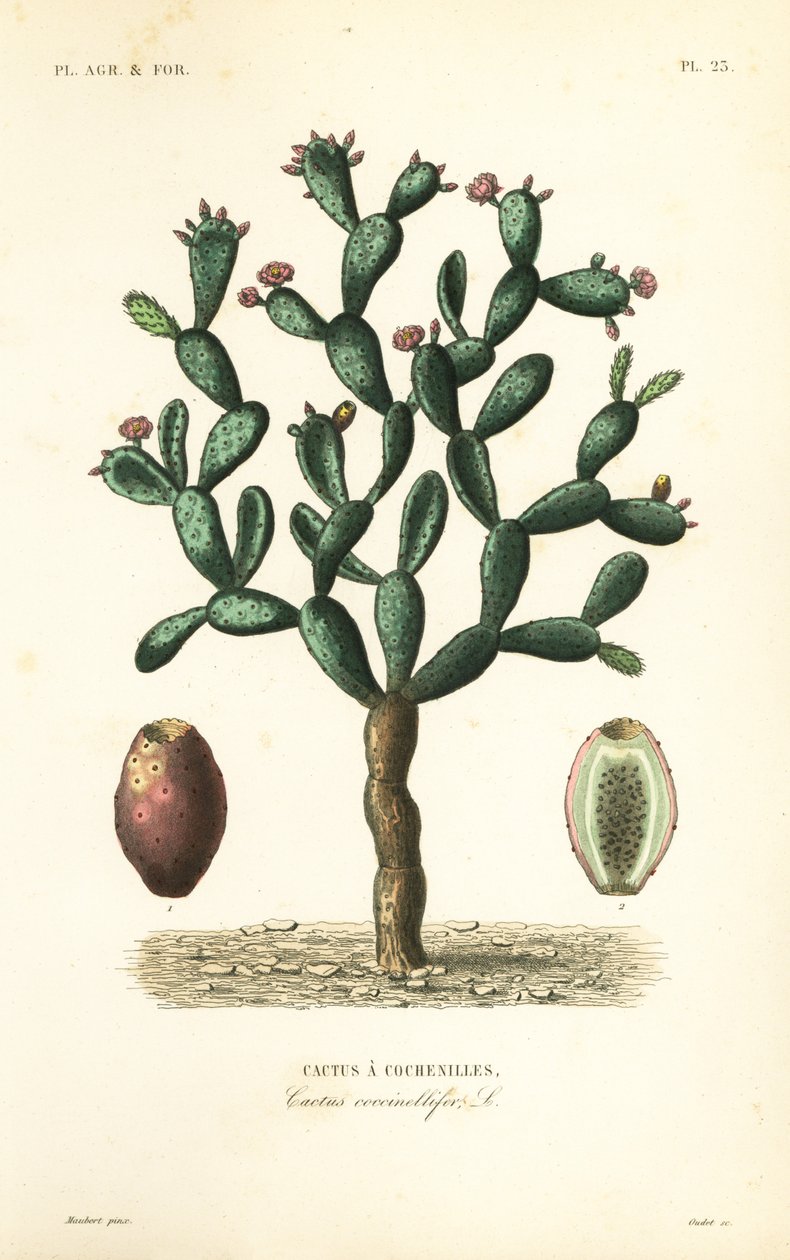 Cactus cochenille, Nopalea cochenillifera, Opuntia cochenillifera, Cactus cochenillifer, Cactus coccinellifer - Unbekannt