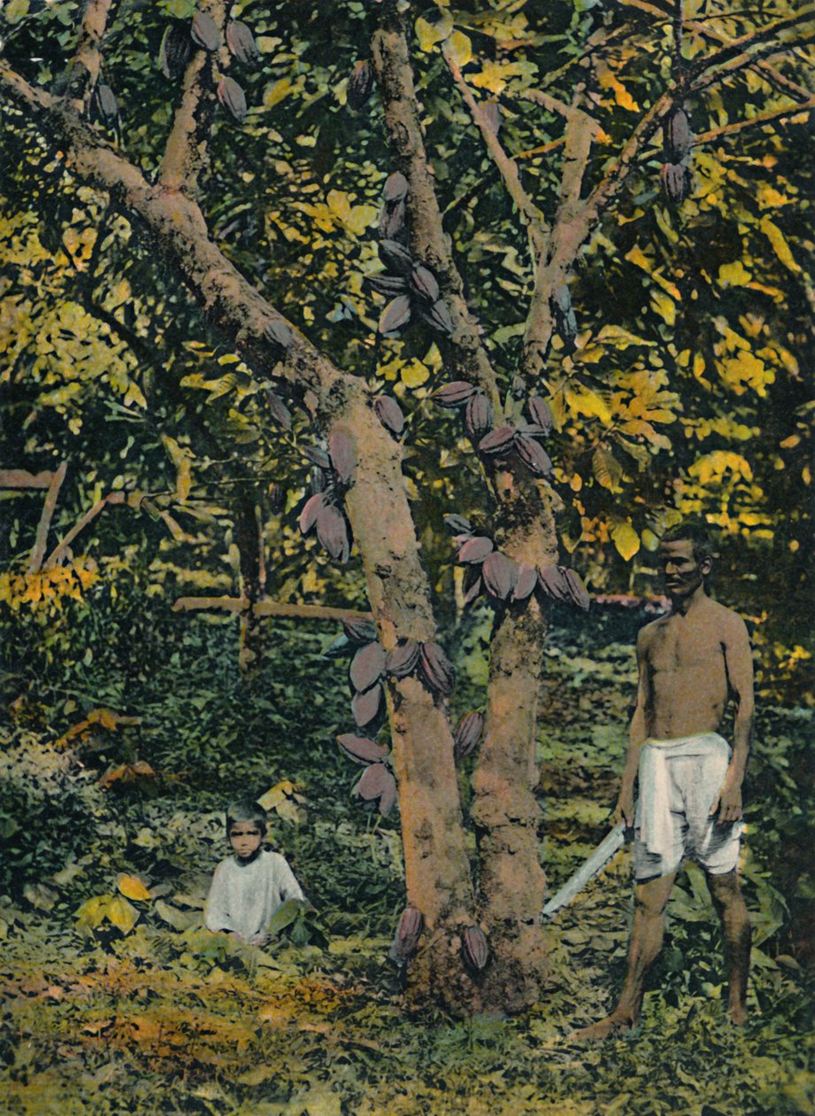 Cacao en pleine production, Trinité-et-Tobago, vers 1914 - Unbekannt