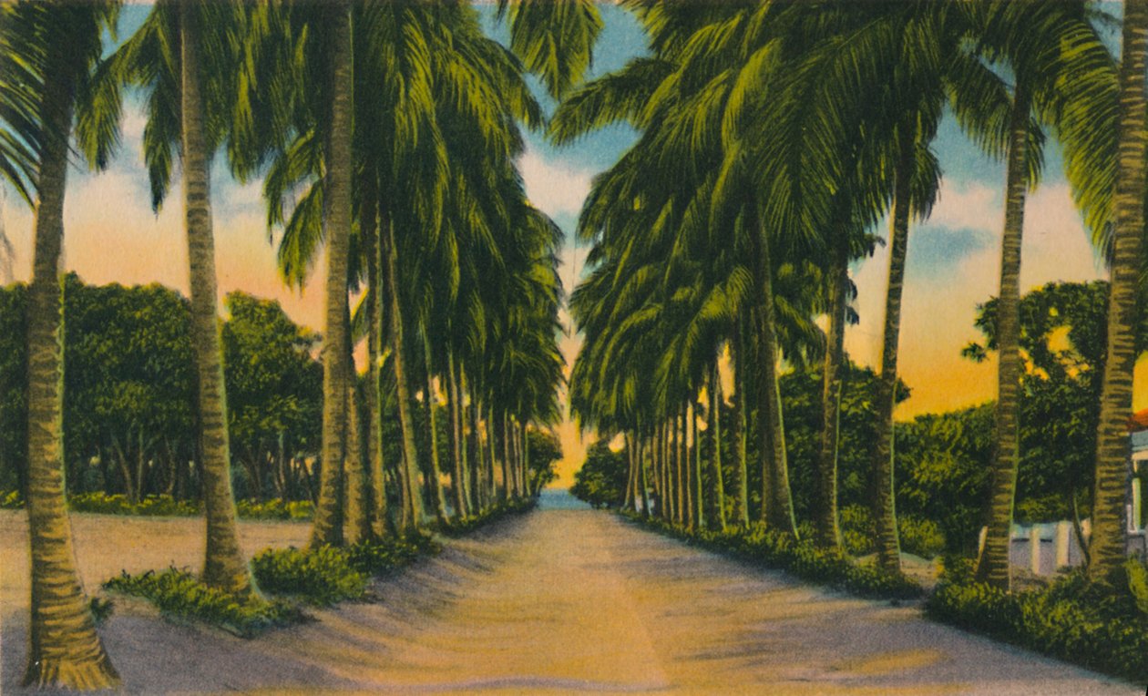 Avenue des Cocotiers, Barranquilla, années 1940 - Unbekannt