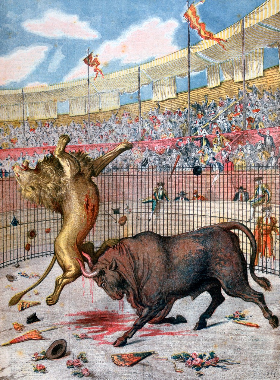 Combat entre un lion et un taureau, Espagne, 1894 - Unbekannt