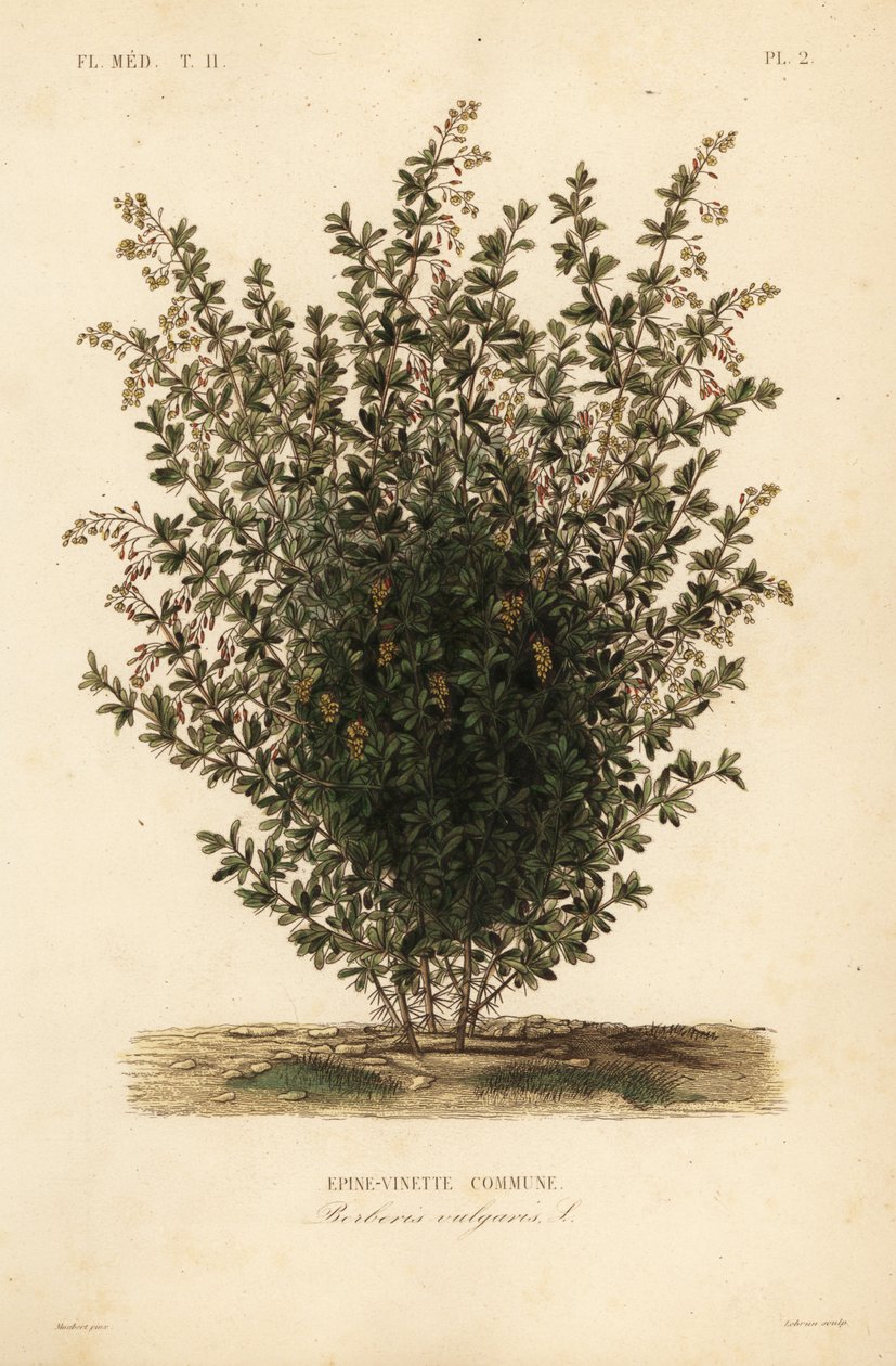 Épine-vinette commune - Unbekannt