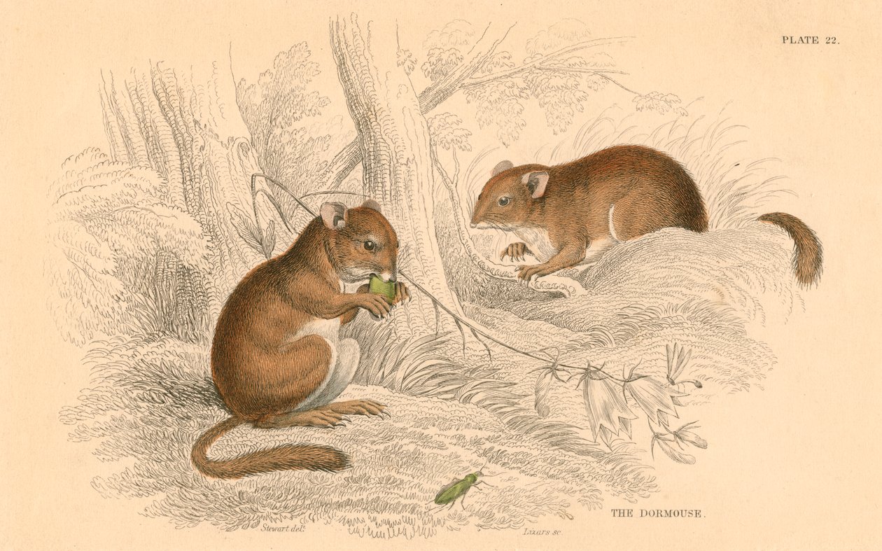 Loir commun Muscardinus arvellanarius, rongeur hibernant, 1828 - Unbekannt