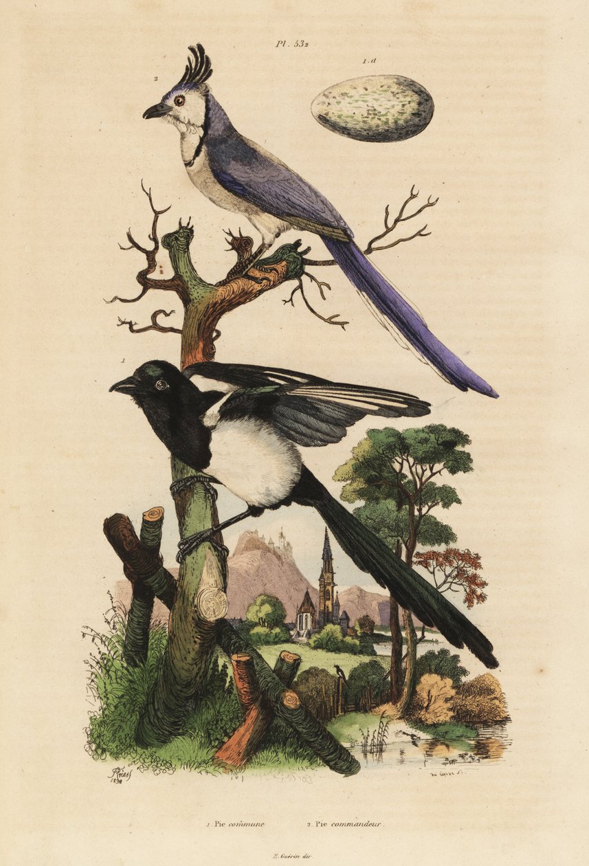Pie commune, Pica pica, et pie à gorge blanche, Calocitta formosa, avec œuf - Unbekannt