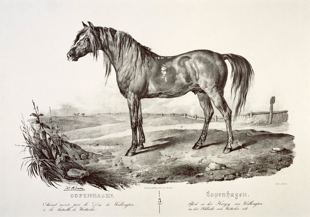 Copenhague, le cheval du duc de Wellington, 19ème siècle - Unbekannt