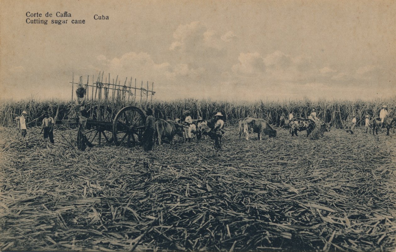 Corte de Cana - Coupe de la canne à sucre - Cuba - Unbekannt