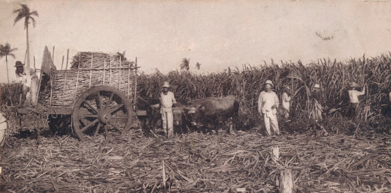 Corte de Canna. - Récolte de la canne à sucre. Cuba, vers 1900 - Unbekannt