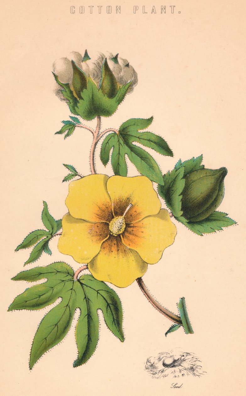 Plante de coton, 19e siècle - Unbekannt