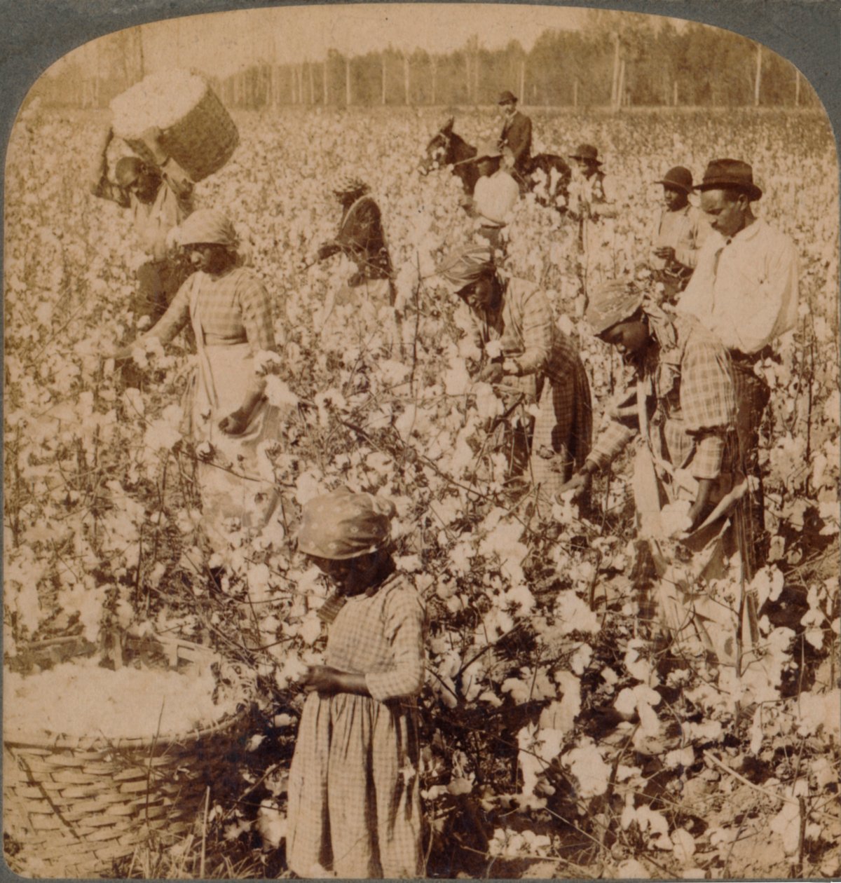 Le coton est roi - scène de plantation avec des cueilleurs au travail. Géorgie, vers 1900 - Unbekannt