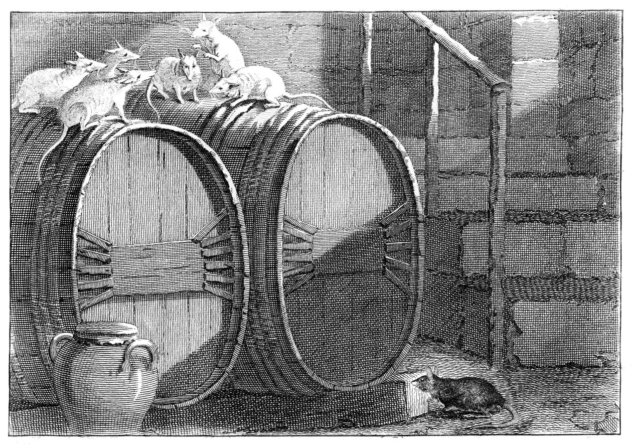 Conseil tenu par les rats - Unbekannt