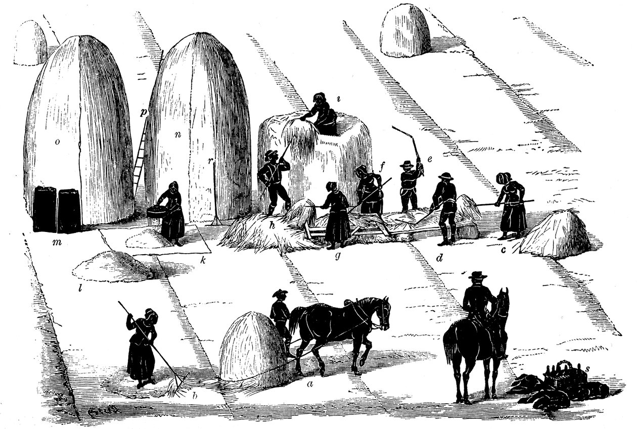 Rotation des cultures : battage de l