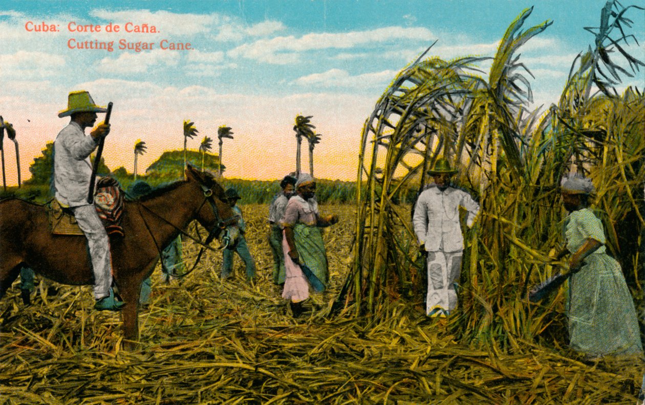 Cuba : Coupe de canne. Coupe de canne à sucre, vers 1910 - Unbekannt