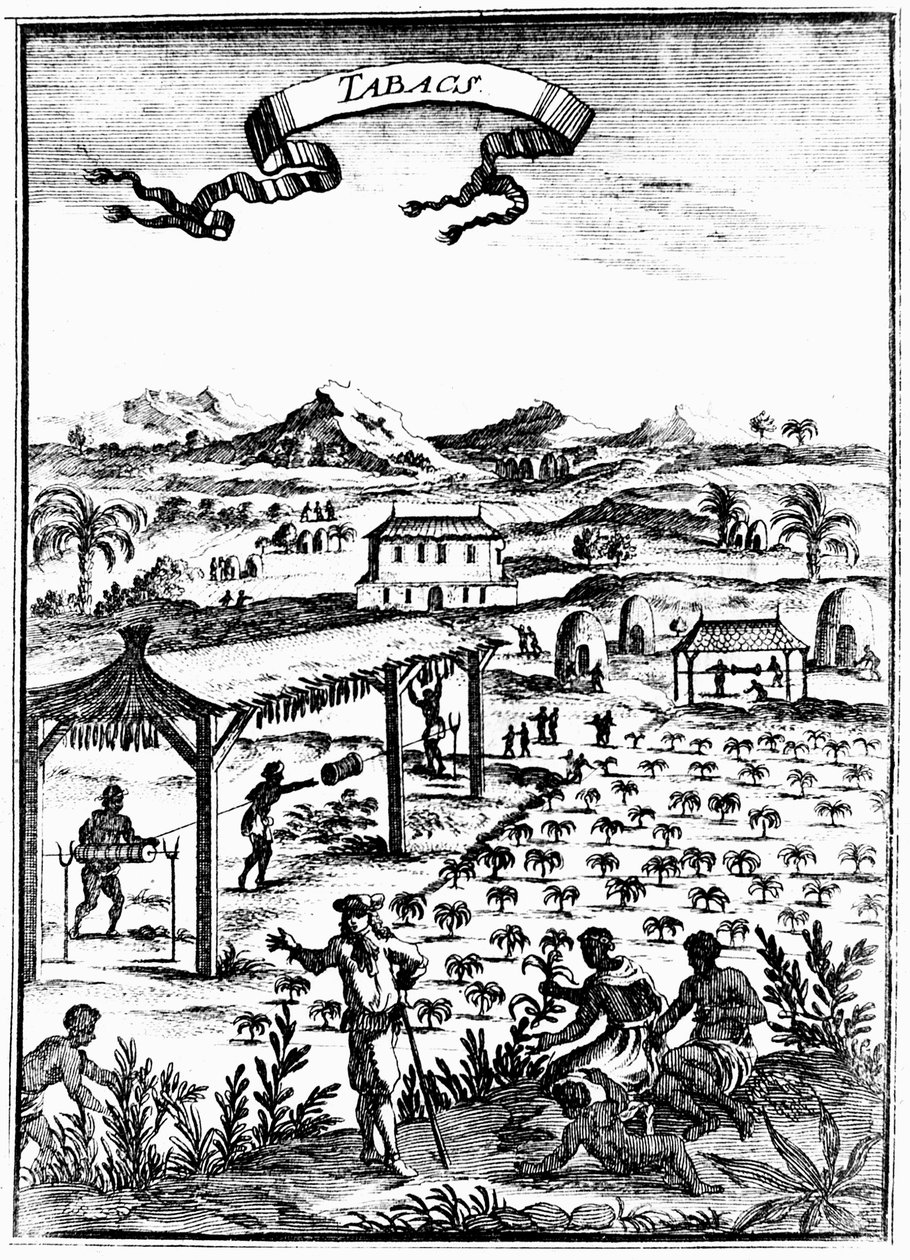 Culture et séchage du tabac aux Antilles avec travail des esclaves, 1686 - Unbekannt