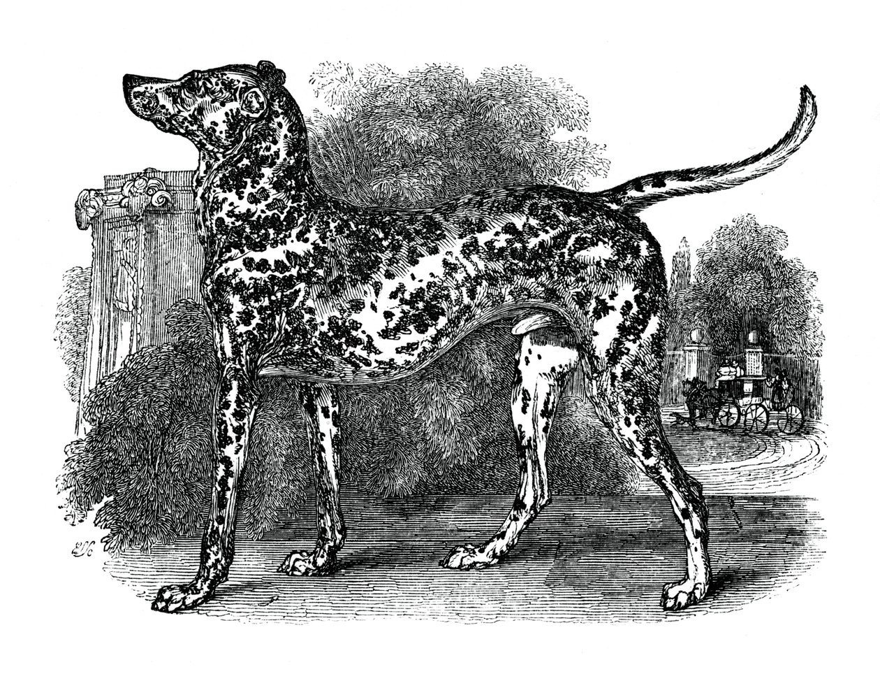 Chien dalmatien, 1848 - Unbekannt
