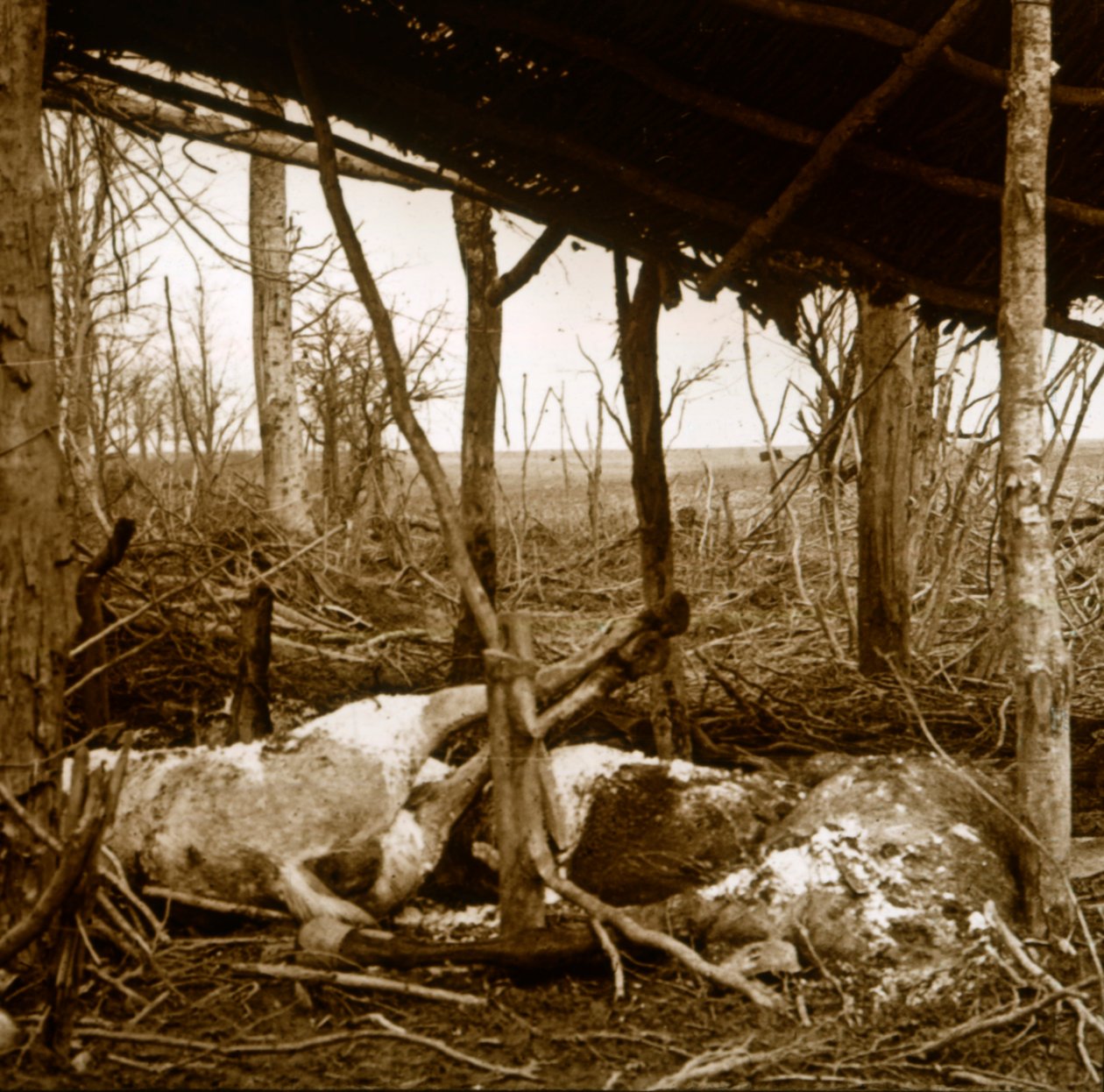 Chevaux morts, Verdun, nord de la France - Unbekannt