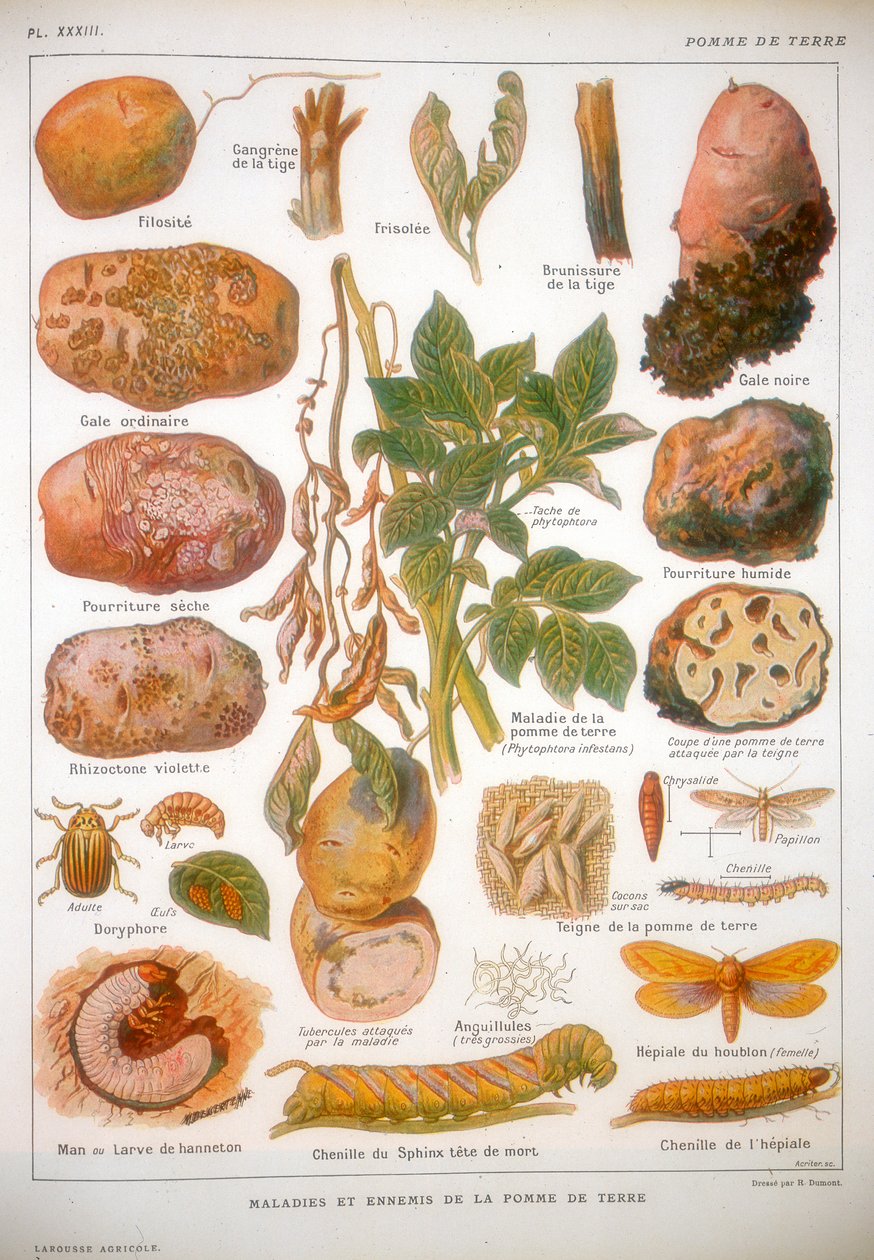 Maladies de la pomme de terre, vers 1920 - Unbekannt